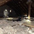 Why Removing Old Attic Insulation is Essential for Your Home